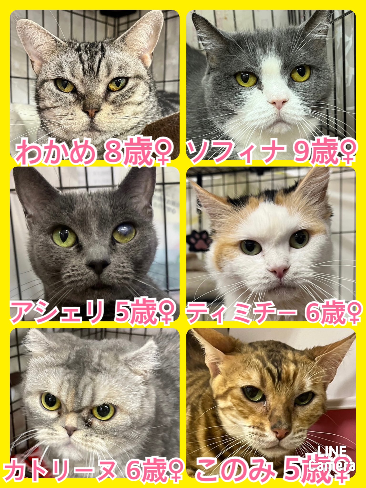 🐾今日の里親様募集中ニャンコ🐱メンバーです🐾2023,6,6【保護犬カフェ天神橋店】